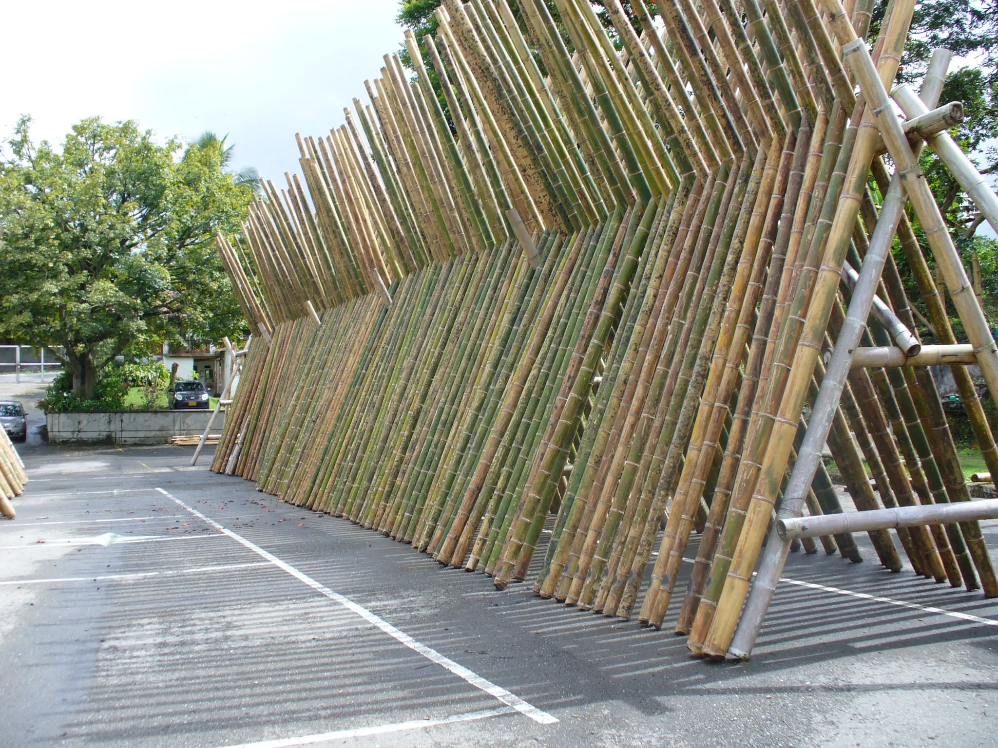 Guadua bamboo poles standing up straight