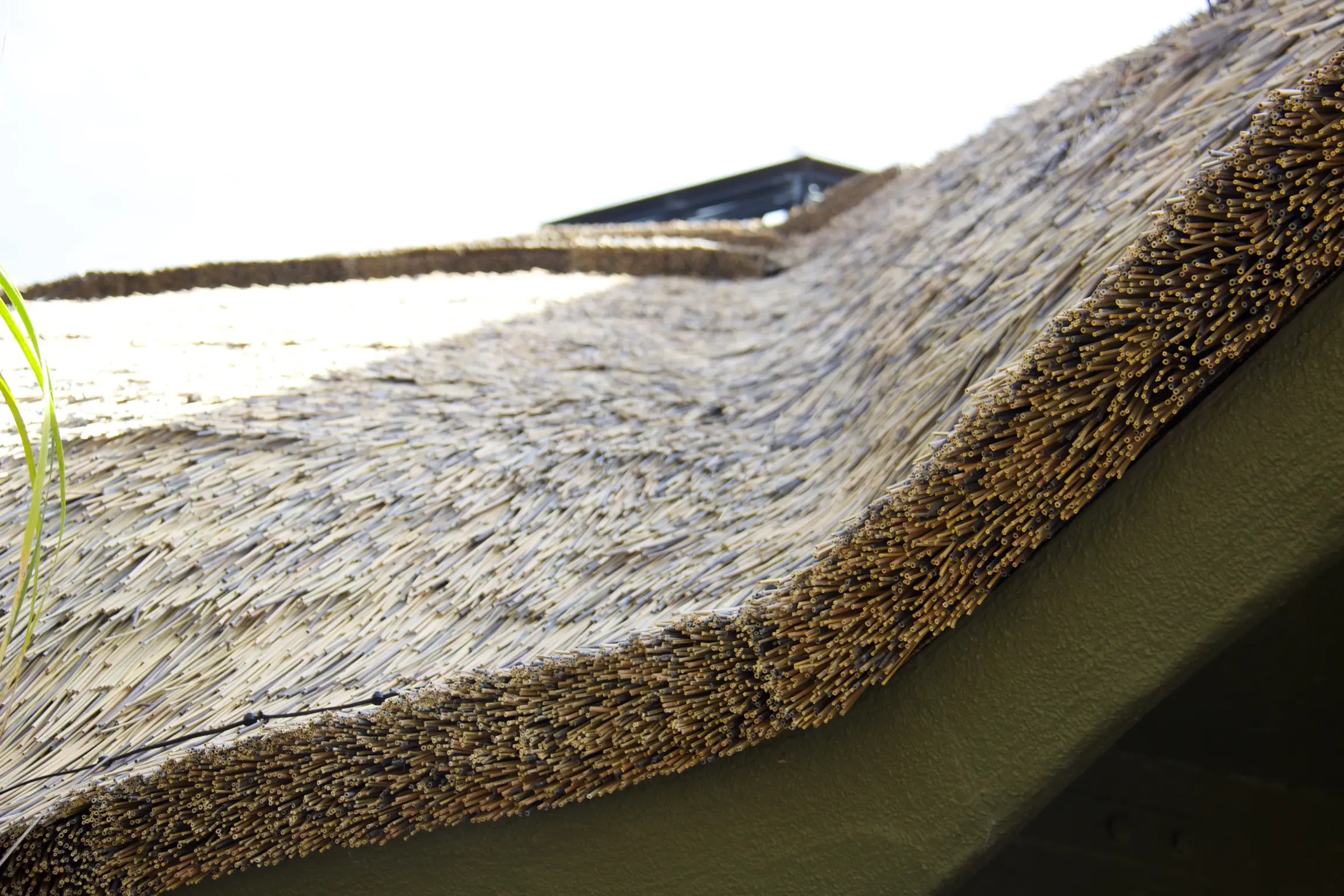 close up of viro reed